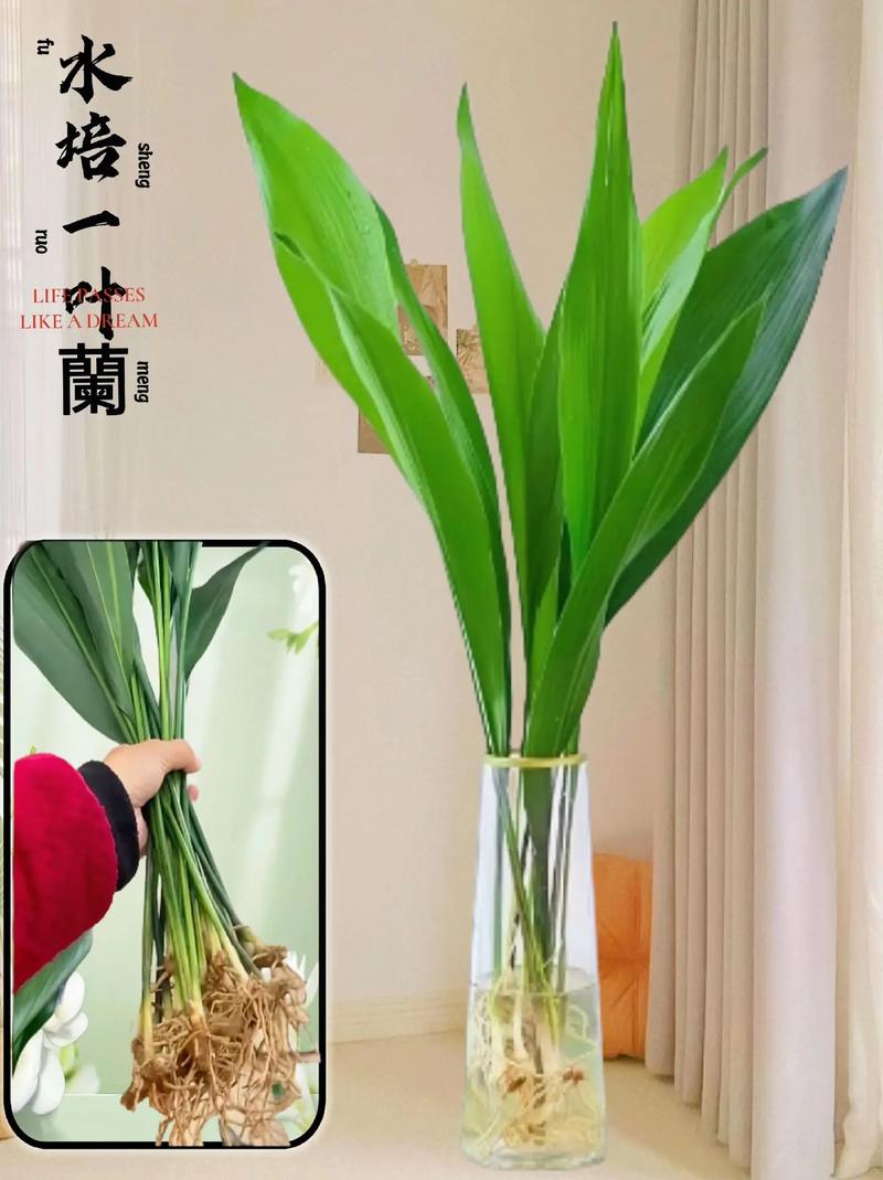 一叶兰放在家里哪养好，一叶兰放在家里哪个位置？-第5张图片-优品飞百科