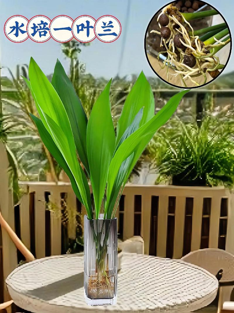 一叶兰放在家里哪养好，一叶兰放在家里哪个位置？-第6张图片-优品飞百科