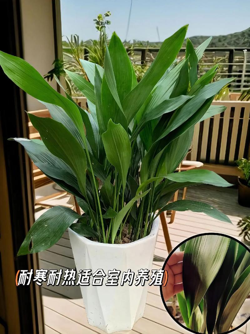 一叶兰放在家里哪养好，一叶兰放在家里哪个位置？-第7张图片-优品飞百科