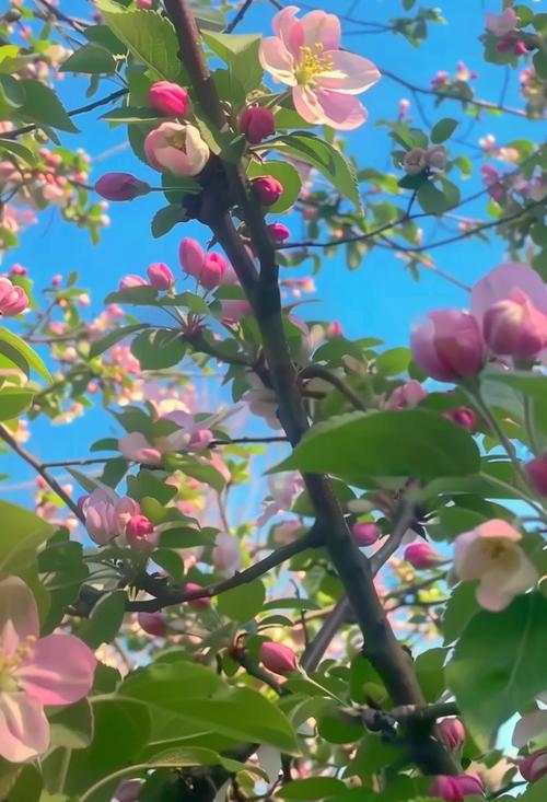 西府海棠有毒吗,能在家养吗?,西府海棠用途-第4张图片-优品飞百科 西府海棠有毒吗,能在家养吗?,西府海棠用途-第4张图片-优品飞百科