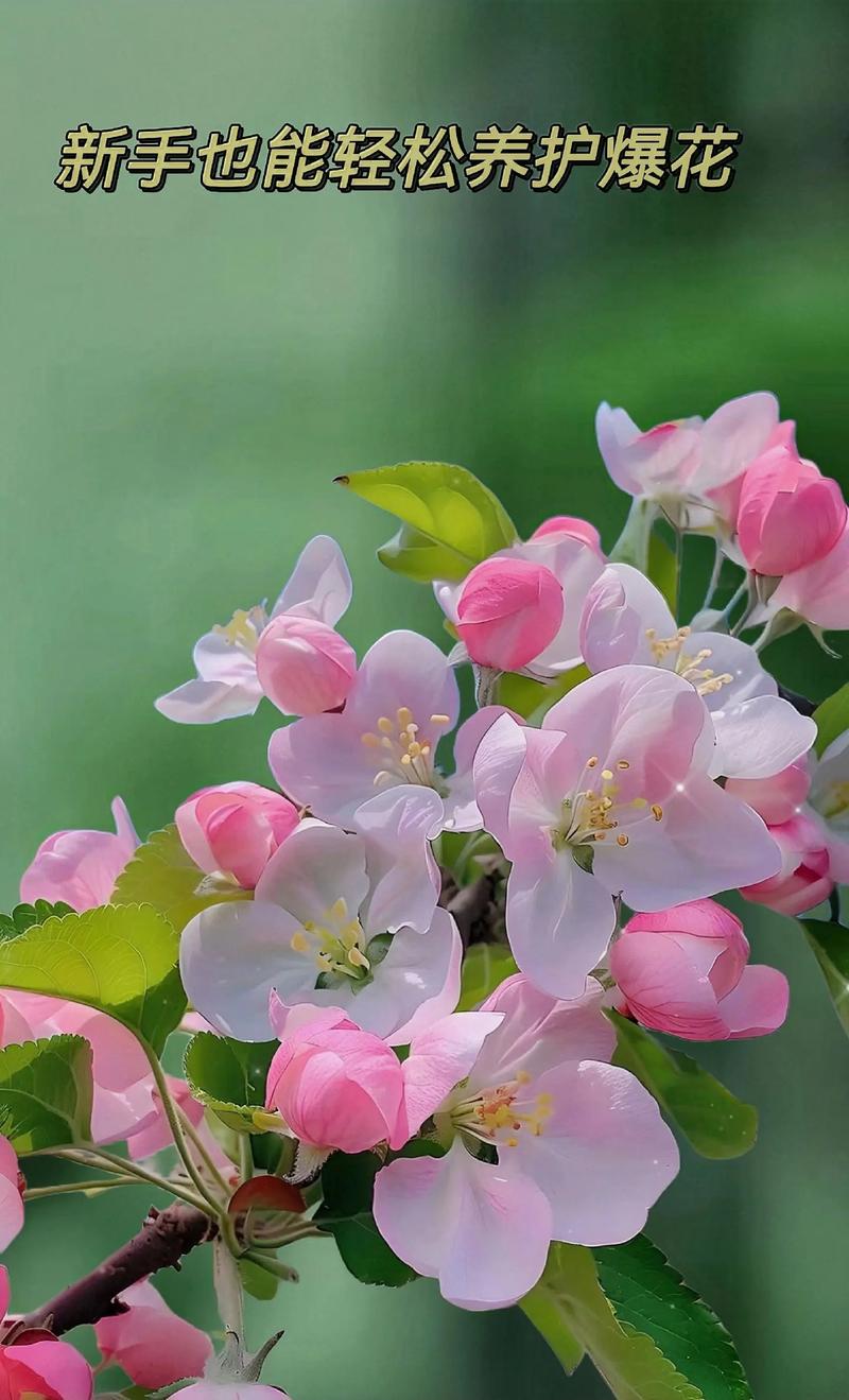 西府海棠有毒吗,能在家养吗?,西府海棠用途-第7张图片-优品飞百科 西府海棠有毒吗,能在家养吗?,西府海棠用途-第7张图片-优品飞百科