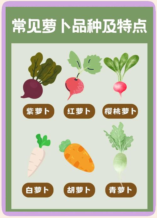 萝卜种类，萝卜种类名称和图片？-第2张图片-优品飞百科