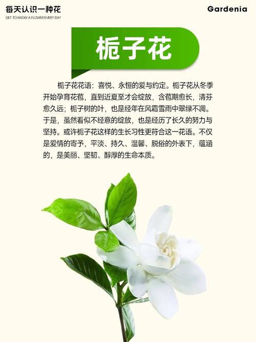 栀子花的花语，山茶花的花语-第2张图片-优品飞百科