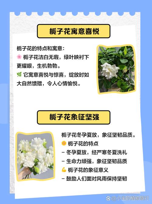 栀子花的花语，山茶花的花语-第4张图片-优品飞百科