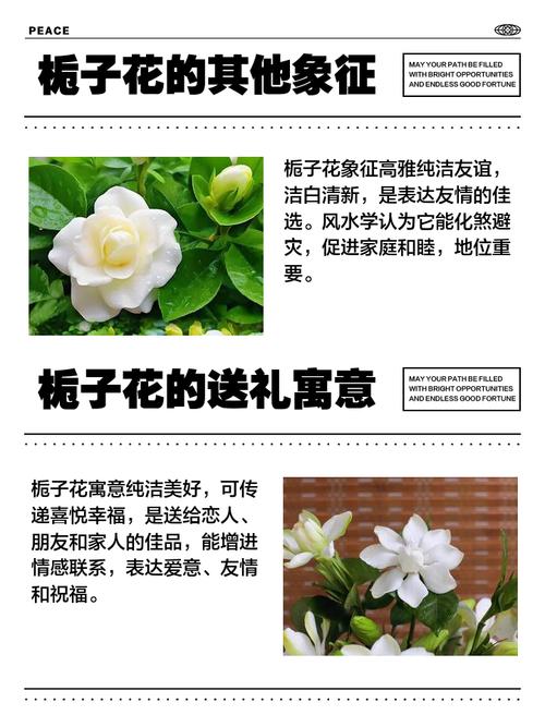 栀子花的花语，山茶花的花语-第5张图片-优品飞百科