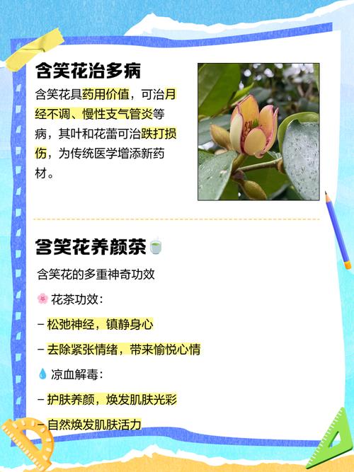 含笑花有毒吗，含笑花有毒吗对身体有危险吗