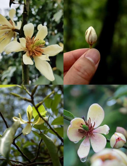 含笑花有毒吗，含笑花有毒吗对身体有危险吗-第3张图片-优品飞百科