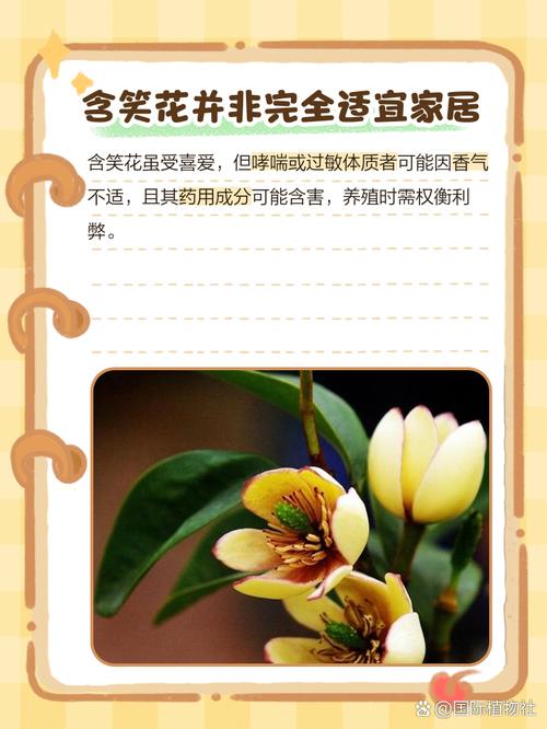 含笑花有毒吗，含笑花有毒吗对身体有危险吗-第4张图片-优品飞百科