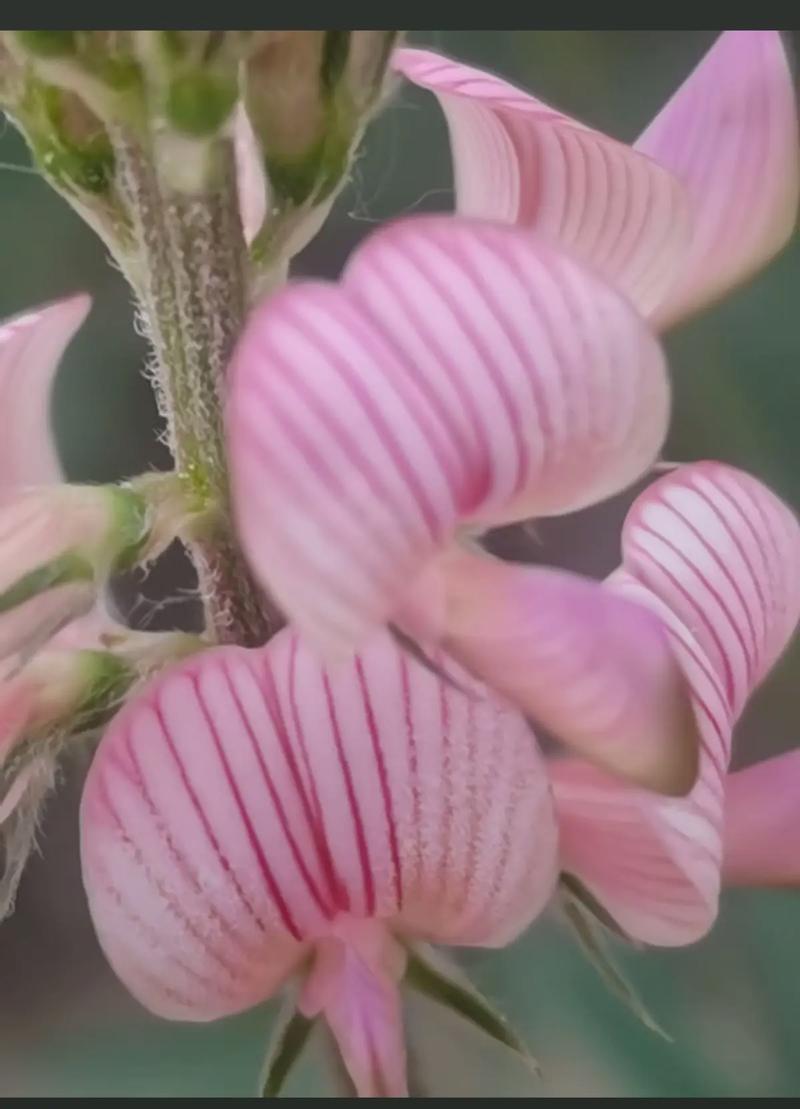 含笑花有毒吗，含笑花有毒吗对身体有危险吗-第6张图片-优品飞百科