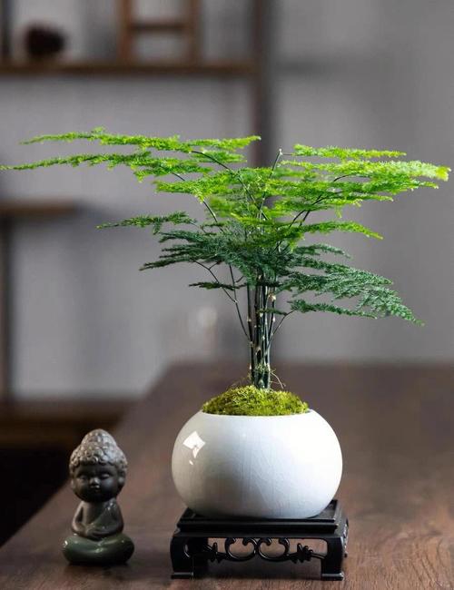 文竹可以放卧室吗，文竹可以放卧室吗冬天？-第2张图片-优品飞百科