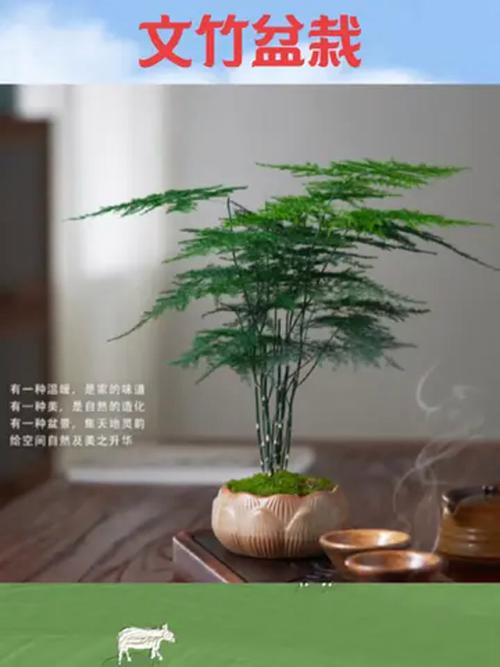 文竹可以放卧室吗，文竹可以放卧室吗冬天？