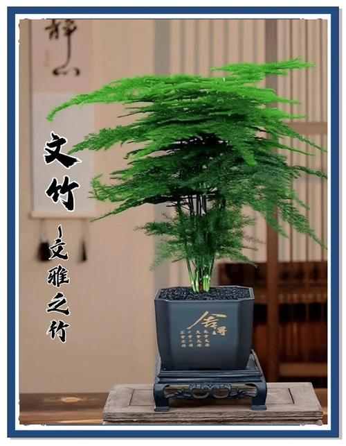 文竹可以放卧室吗，文竹可以放卧室吗冬天？-第5张图片-优品飞百科