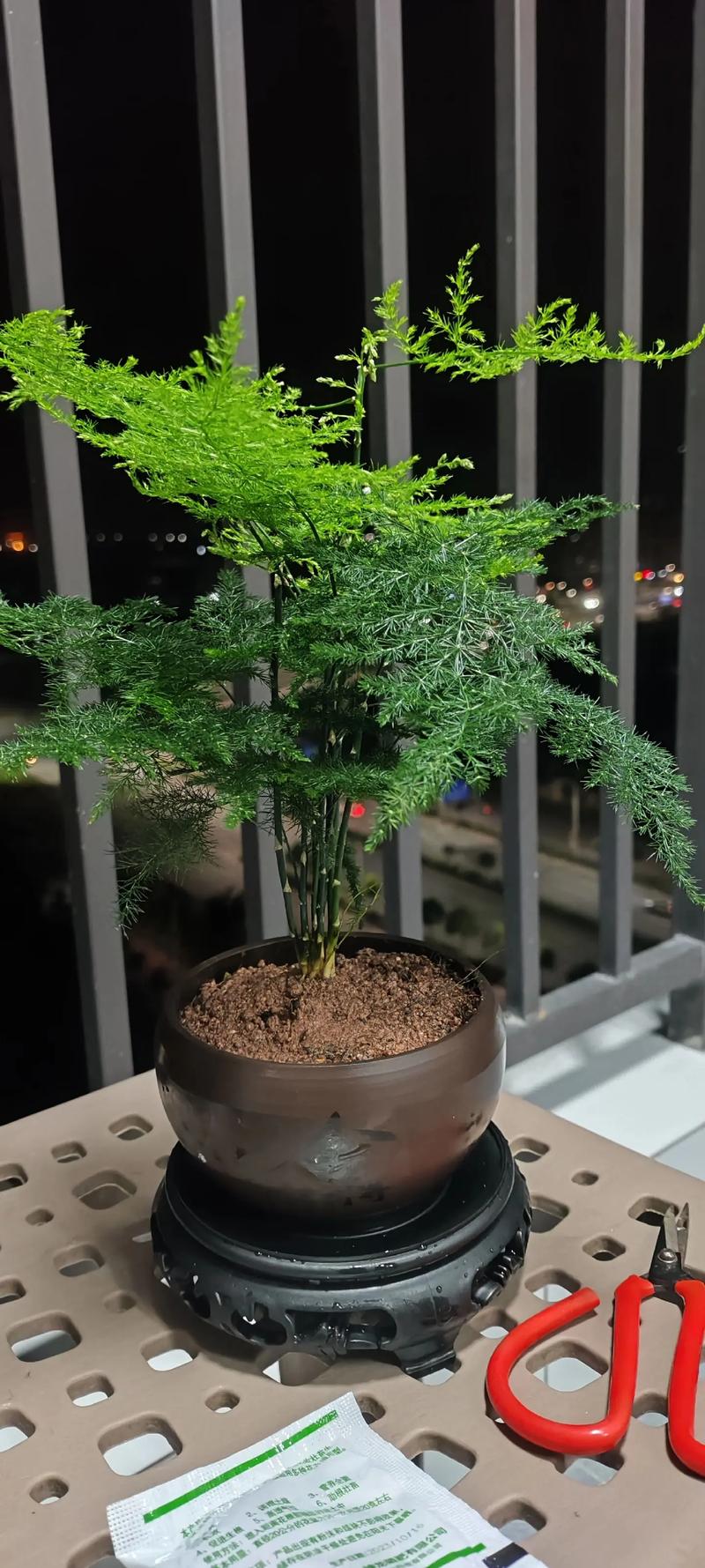 文竹可以放卧室吗，文竹可以放卧室吗冬天？-第7张图片-优品飞百科