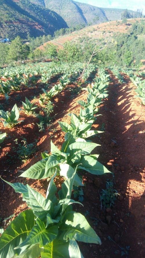 会东县天气预报，四川凉山彝族自治州会东县天气预报？-第3张图片-优品飞百科