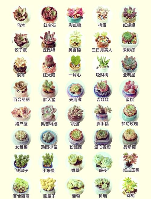 多肉的种类，适合新手养的多肉有哪些，多肉植物新手推荐