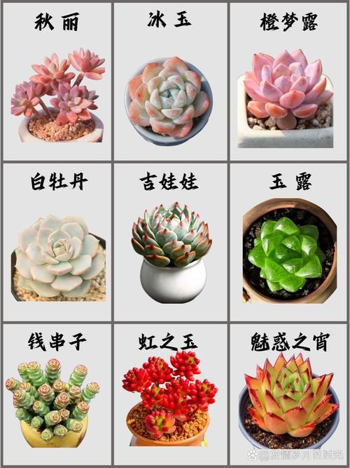 多肉的种类,适合新手养的多肉有哪些,多肉植物新手推荐-第2张图片-优品飞百科 多肉的种类,适合新手养的多肉有哪些,多肉植物新手推荐-第2张图片-优品飞百科