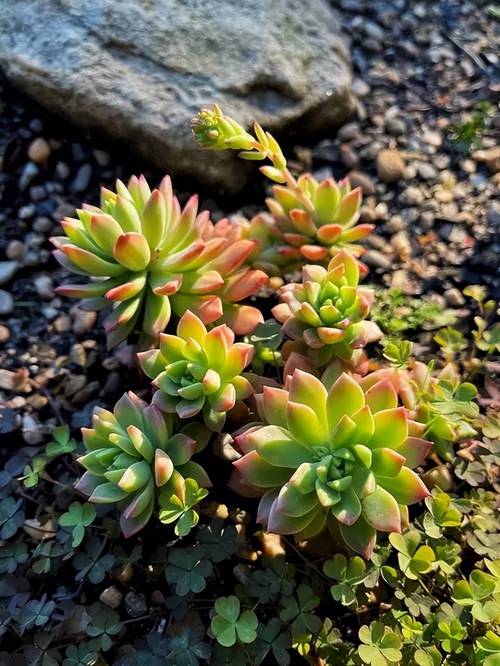 多肉的种类,适合新手养的多肉有哪些,多肉植物新手推荐-第5张图片-优品飞百科 多肉的种类,适合新手养的多肉有哪些,多肉植物新手推荐-第5张图片-优品飞百科