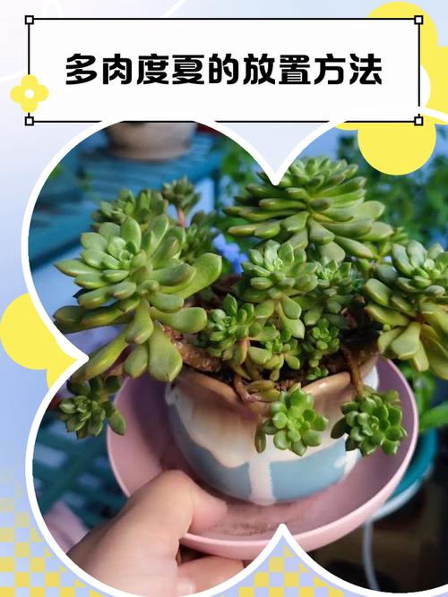 多肉的种类,适合新手养的多肉有哪些,多肉植物新手推荐-第6张图片-优品飞百科 多肉的种类,适合新手养的多肉有哪些,多肉植物新手推荐-第6张图片-优品飞百科