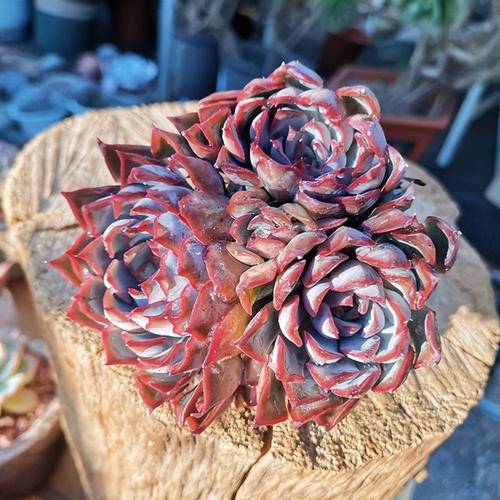 多肉的种类,适合新手养的多肉有哪些,多肉植物新手推荐-第7张图片-优品飞百科 多肉的种类,适合新手养的多肉有哪些,多肉植物新手推荐-第7张图片-优品飞百科