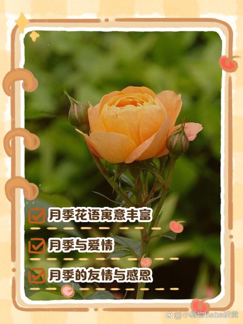 月季花花语大全，月季花花语大全及花语？