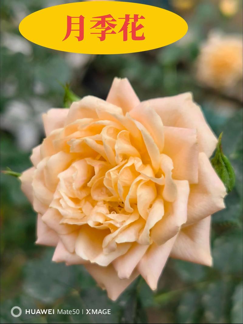 月季花花语大全，月季花花语大全及花语？-第3张图片-优品飞百科