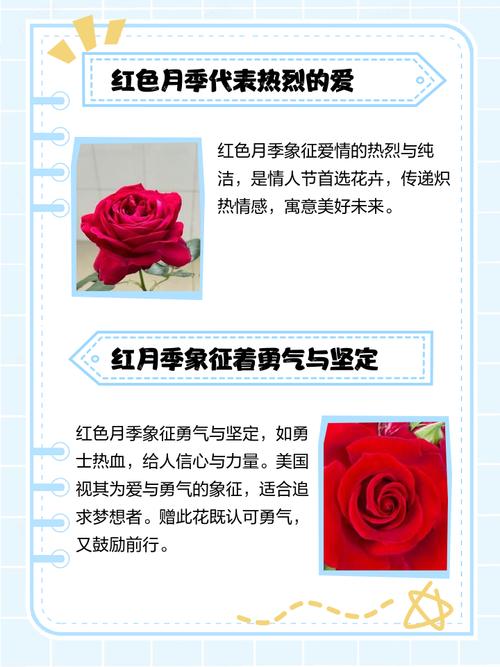 月季花花语大全，月季花花语大全及花语？-第5张图片-优品飞百科