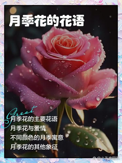 月季花花语大全，月季花花语大全及花语？-第6张图片-优品飞百科
