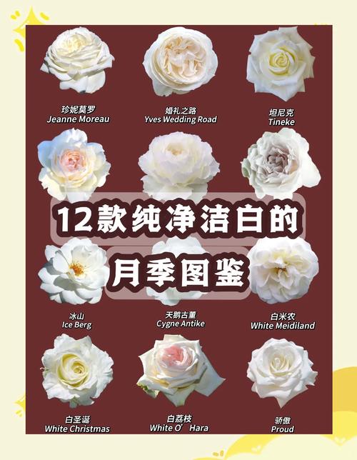 月季花花语大全，月季花花语大全及花语？-第7张图片-优品飞百科