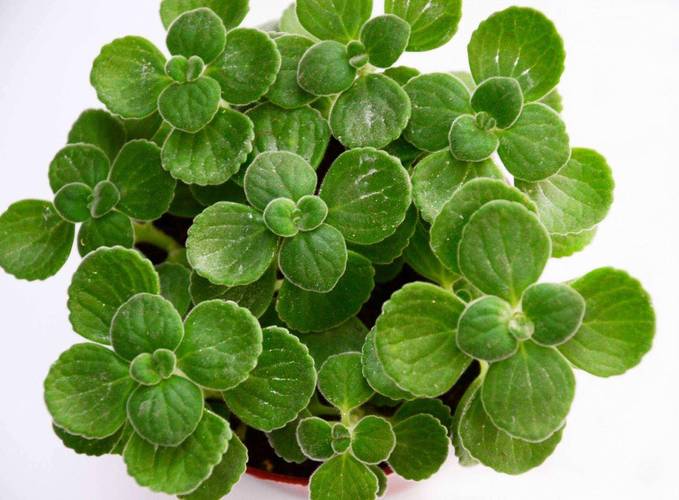 夏天适合种什么植物?夏天适合种什么植物??-第1张图片-优品飞百科 夏天适合种什么植物?夏天适合种什么植物??-第1张图片-优品飞百科