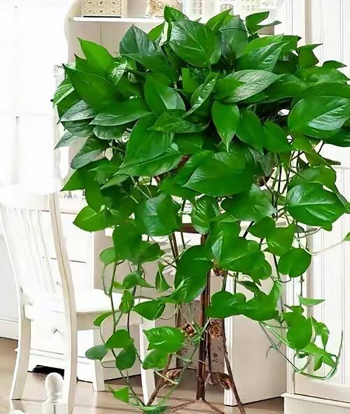 夏天适合种什么植物?夏天适合种什么植物??-第2张图片-优品飞百科 夏天适合种什么植物?夏天适合种什么植物??-第2张图片-优品飞百科