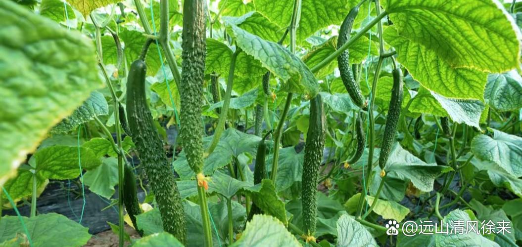 夏天适合种什么植物?夏天适合种什么植物??-第3张图片-优品飞百科 夏天适合种什么植物?夏天适合种什么植物??-第3张图片-优品飞百科