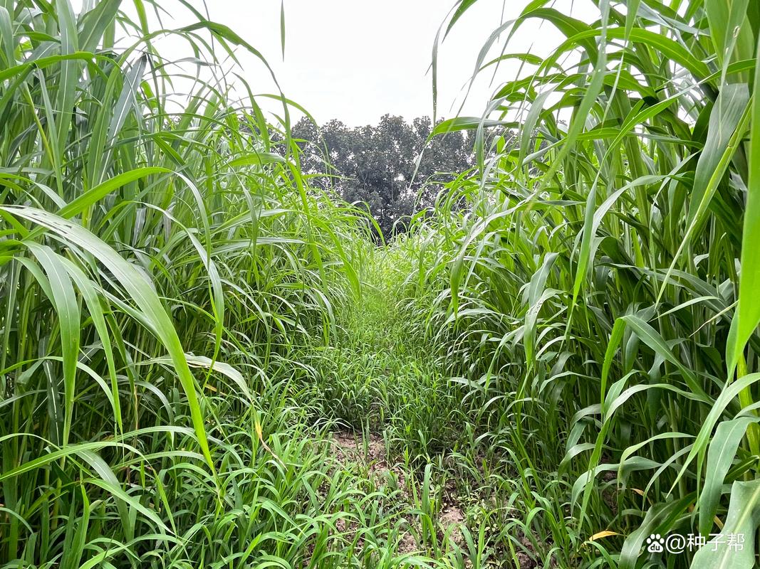 夏天适合种什么植物?夏天适合种什么植物??-第4张图片-优品飞百科 夏天适合种什么植物?夏天适合种什么植物??-第4张图片-优品飞百科