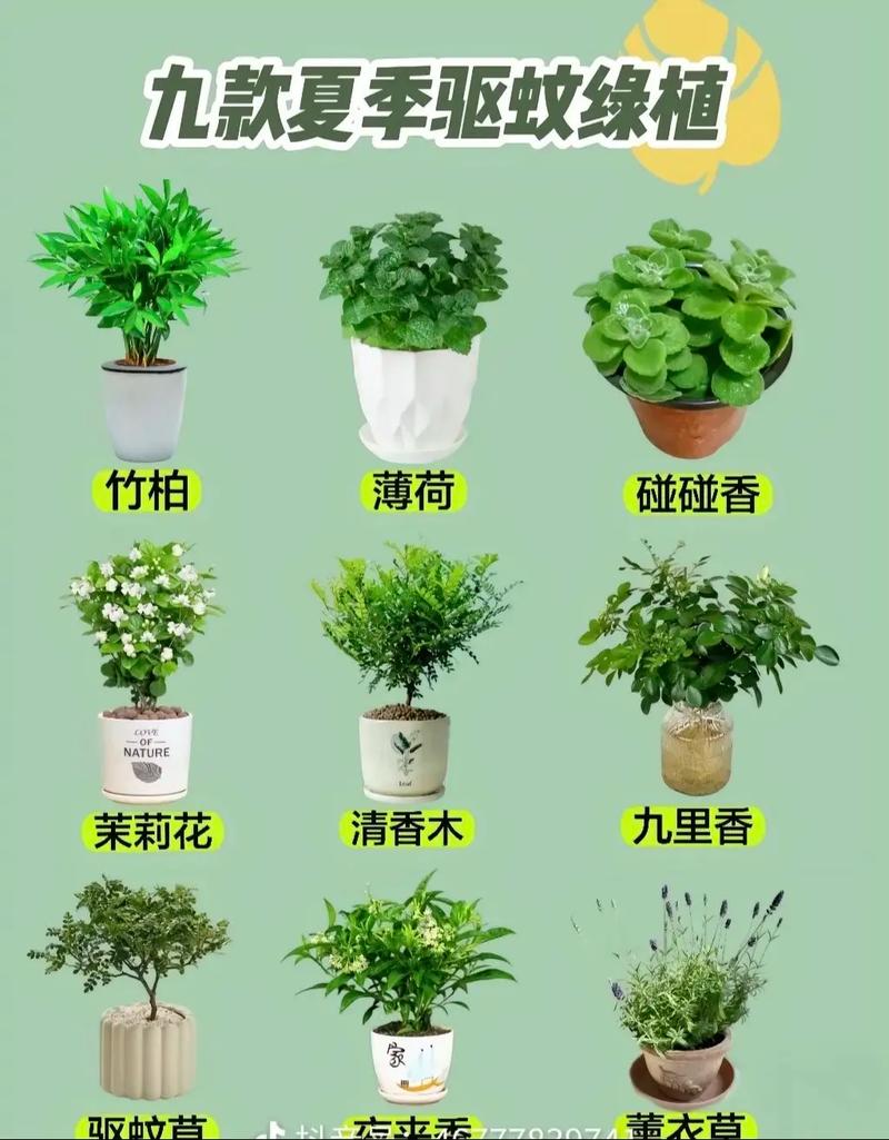 夏天适合种什么植物?夏天适合种什么植物??-第5张图片-优品飞百科 夏天适合种什么植物?夏天适合种什么植物??-第5张图片-优品飞百科