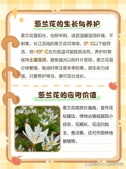 葱兰的花语是什么，葱兰的花语是什么意思