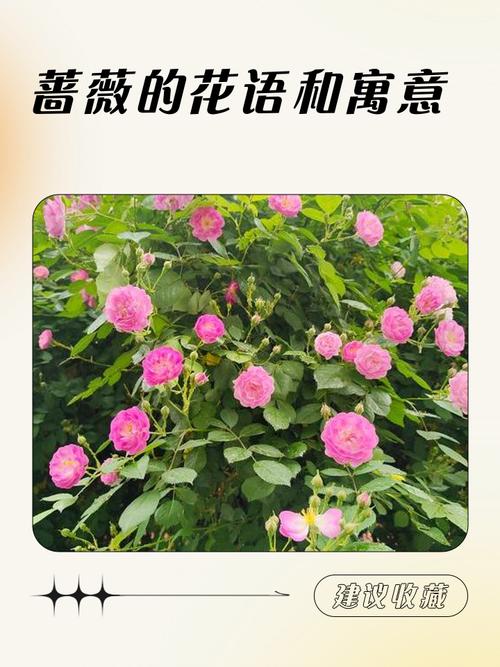 蔷薇花语是什么？蔷薇的花语是什么呀？-第1张图片-优品飞百科