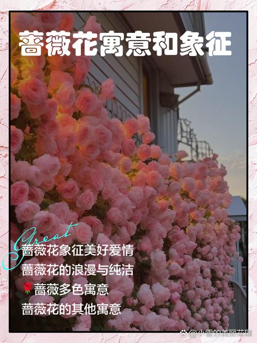蔷薇花语是什么？蔷薇的花语是什么呀？-第3张图片-优品飞百科