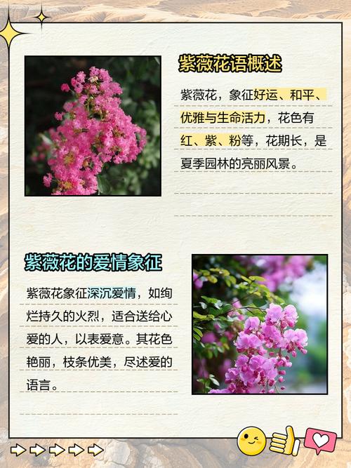 蔷薇花语是什么？蔷薇的花语是什么呀？-第4张图片-优品飞百科