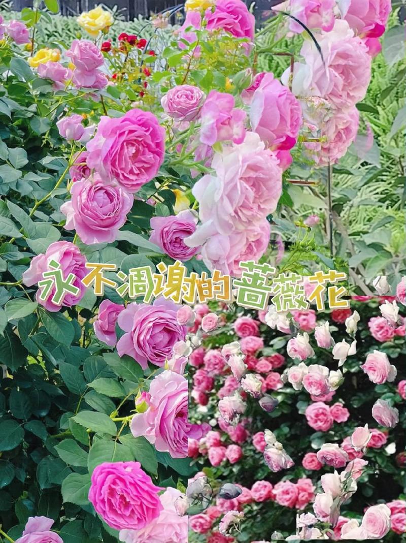 蔷薇花语是什么？蔷薇的花语是什么呀？-第5张图片-优品飞百科