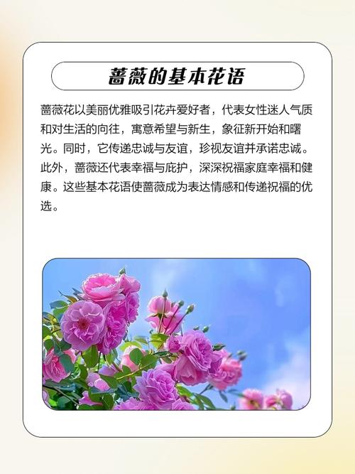 蔷薇花语是什么？蔷薇的花语是什么呀？-第6张图片-优品飞百科