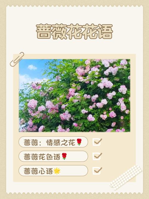 蔷薇花语是什么？蔷薇的花语是什么呀？-第7张图片-优品飞百科