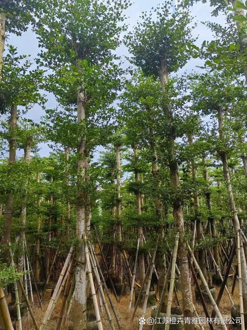 榄仁的养殖方法，榄仁树种植？-第1张图片-优品飞百科