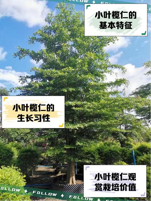 榄仁的养殖方法，榄仁树种植？-第2张图片-优品飞百科