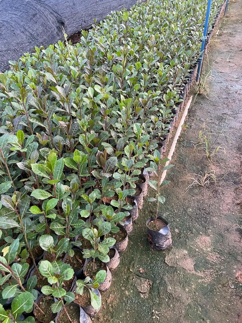 榄仁的养殖方法，榄仁树种植？-第3张图片-优品飞百科