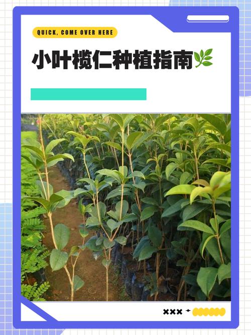 榄仁的养殖方法，榄仁树种植？-第4张图片-优品飞百科