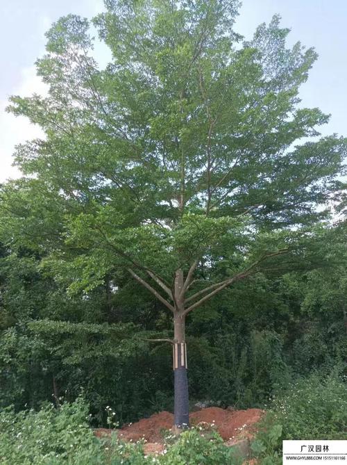 榄仁的养殖方法，榄仁树种植？-第5张图片-优品飞百科