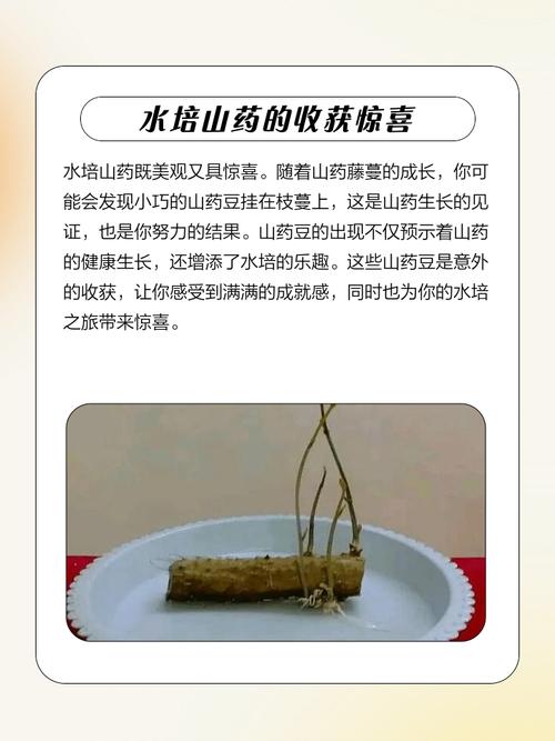 山药怎么保存时间长，山药长期储存方法？山药怎样保存能放时间长一点呢？-第6张图片-优品飞百科