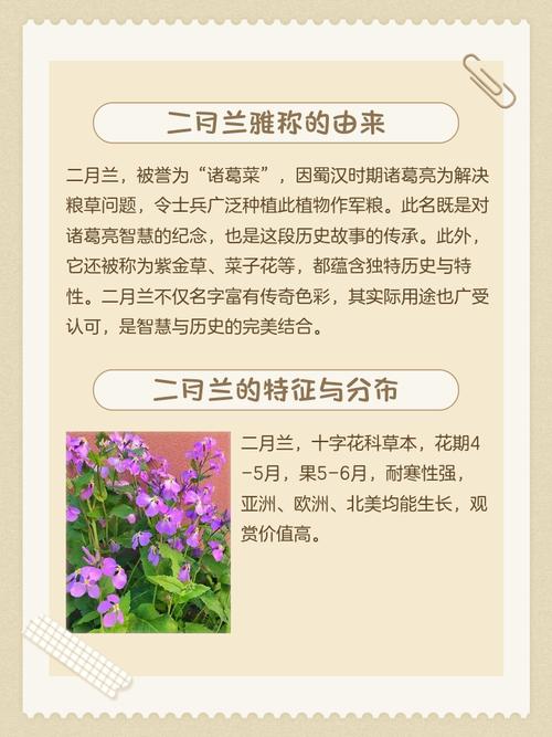 二月兰的功效与作用，二月兰的功效和作用？