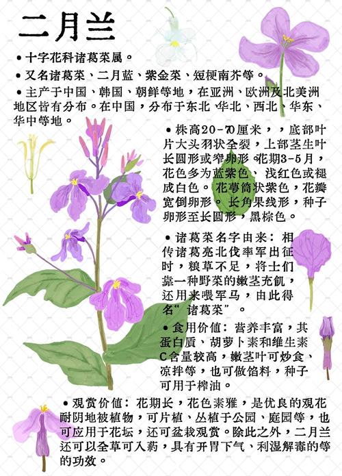 二月兰的功效与作用，二月兰的功效和作用？-第2张图片-优品飞百科