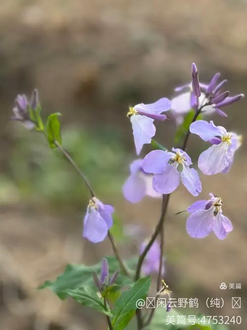 二月兰的功效与作用，二月兰的功效和作用？-第3张图片-优品飞百科