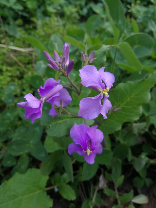 二月兰的功效与作用，二月兰的功效和作用？-第4张图片-优品飞百科